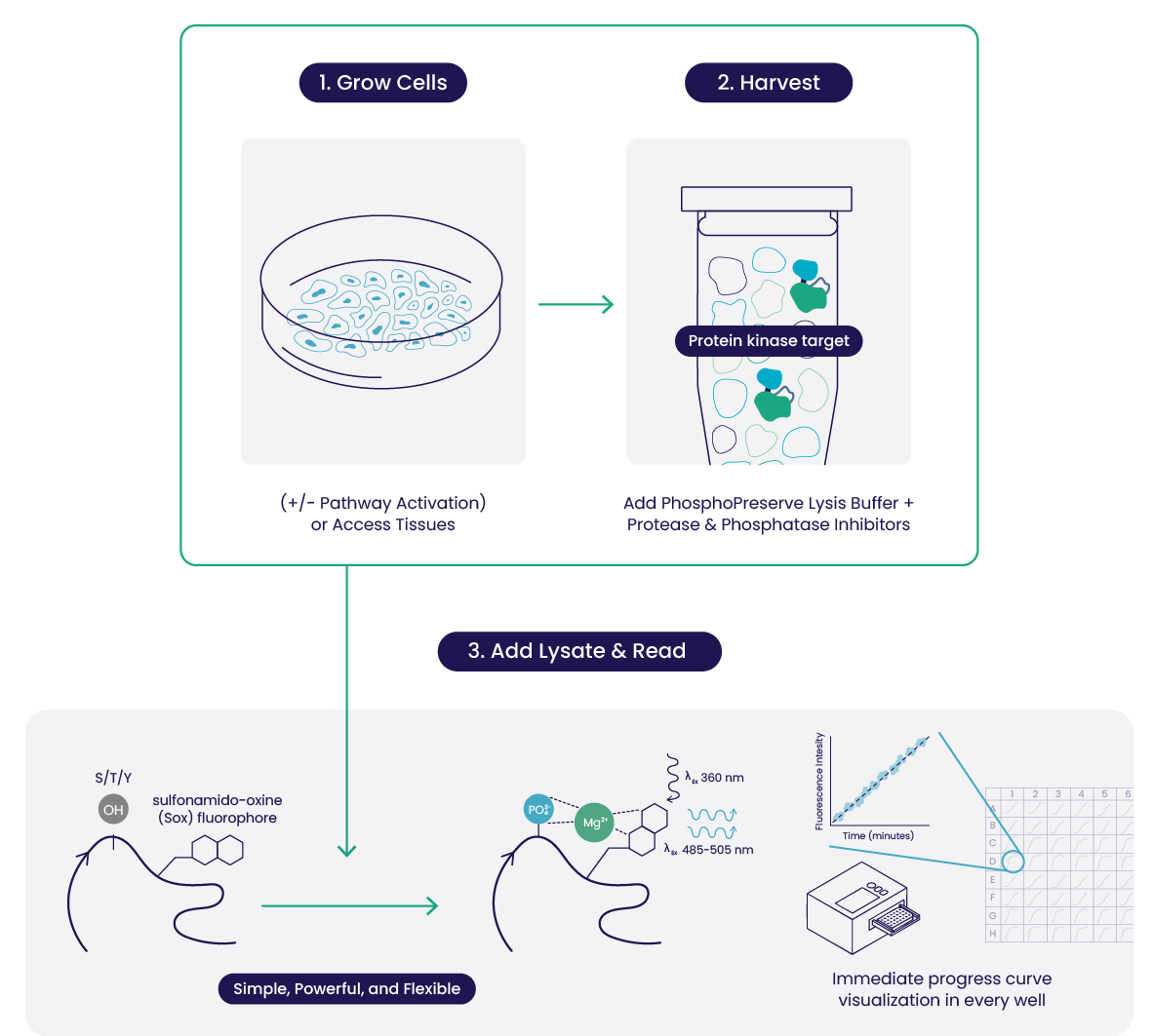 20250709 AssayQuant Workflow Graphic 03-1